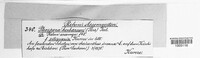 Stemphylium vesicarium image
